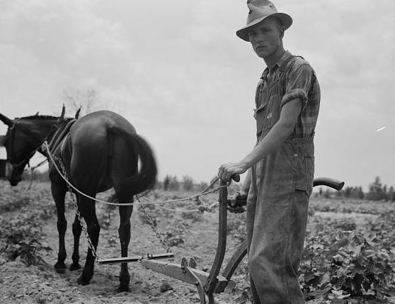 Sharecropper's son at work in a cotton field