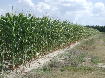 early corn crop