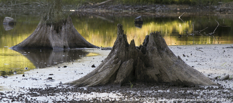 Shrinking shorelines reveal tree stumps